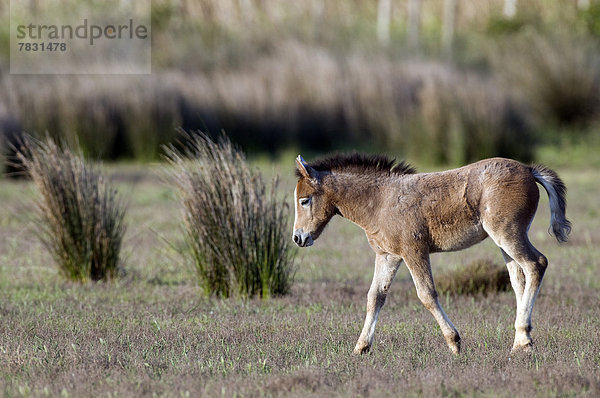 Wildpferd  equus ferus  Fohlen  Füllen  Pferd  Equus caballus  Frankreich  Europa  Tier  Camargue