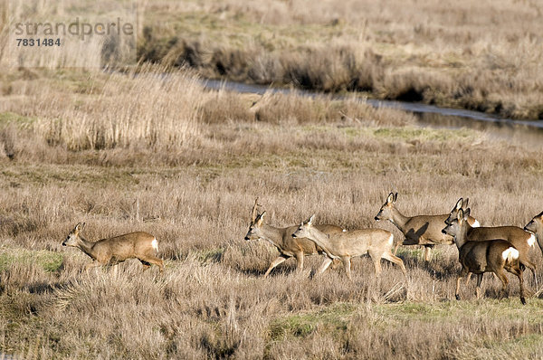 Reh  Capreolus capreolus  Europa  Tier  Herde  Herdentier  Feld