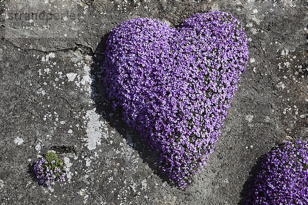 Veilchen  viola  lila  Helligkeit  Europa  Liebe  Wand  Blume  Botanik  Blüte  Garten  herzförmig  Herz  Schweiz