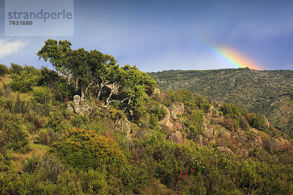 Nationalpark  Europa  Botanik  Baum  grün  Unwetter  Lebensraum  Andalusien  Spanien