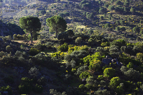 Nationalpark Felsbrocken Europa Berg Botanik Baum Steilküste Wald Holz Andalusien Spanien