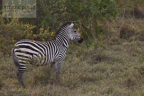 Tier Säugetier Landschaftlich schön landschaftlich reizvoll Natur Safari Wildtier Afrika Uganda Zebra