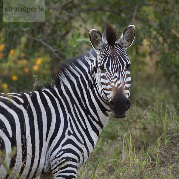 Tier Säugetier Landschaftlich schön landschaftlich reizvoll Natur Safari Wildtier Afrika Uganda Zebra