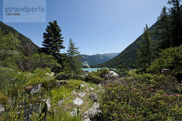 Wald Berg Natur Holz Botanik Schweiz