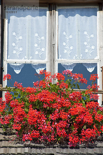 Hütte Europa Fenster Blume Tradition Bauernhof Hof Höfe Storchschnäbel Folklore Schweiz