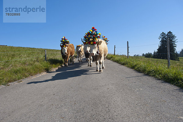 Hausrind Hausrinder Kuh Europa Tradition Landwirtschaft Schweiz