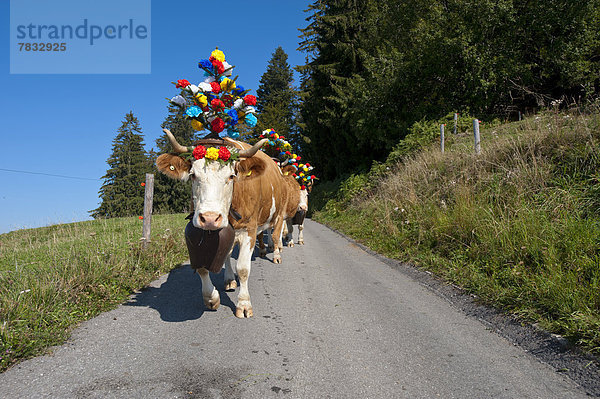 Hausrind Hausrinder Kuh Europa Tradition Landwirtschaft Schweiz