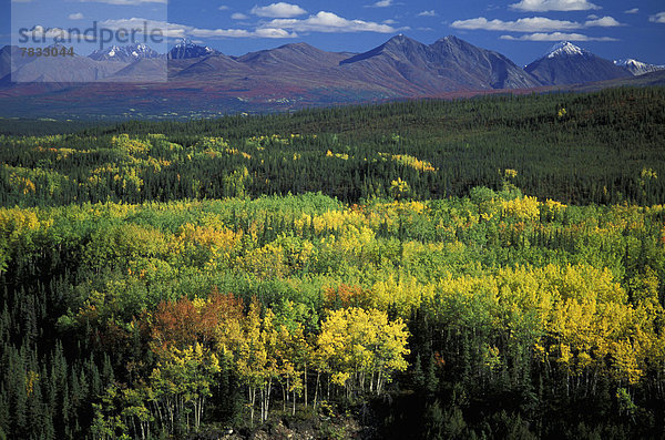 Vereinigte Staaten von Amerika  USA  Gebirge  Nationalpark  Farbaufnahme  Farbe  Berg  Baum  Hügel  Wald  Schneedecke  Ignoranz  Herbst  Denali Nationalpark  Alaska  Gebirgszug
