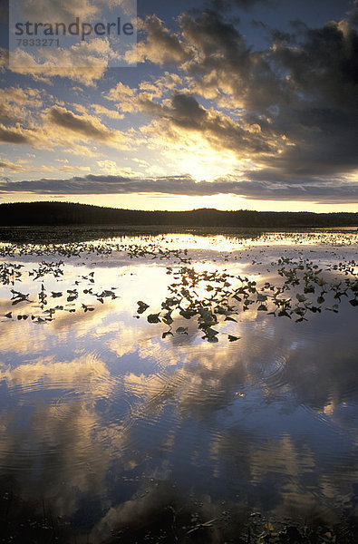 Vereinigte Staaten von Amerika  USA  Wasser  Entspannung  Wolke  Sonnenuntergang  Spiegelung  Kenai-Fjords-Nationalpark  Watson Lake  Moor  Alaska