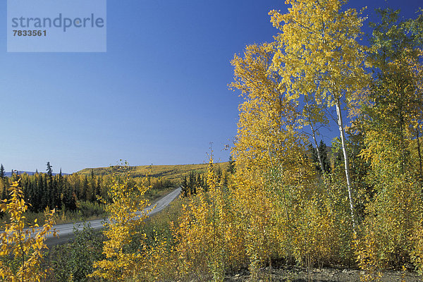 Vereinigte Staaten von Amerika  USA  blauer Himmel  wolkenloser Himmel  wolkenlos  Farbaufnahme  Farbe  Baum  offen  gelb  Herbst  Bundesstraße  Alaska