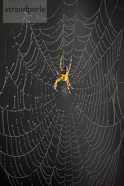 Nationalpark  Morgen  Seil  Tau  Netz  Gegenlicht  Asien  Indien  Rajasthan  Spinne