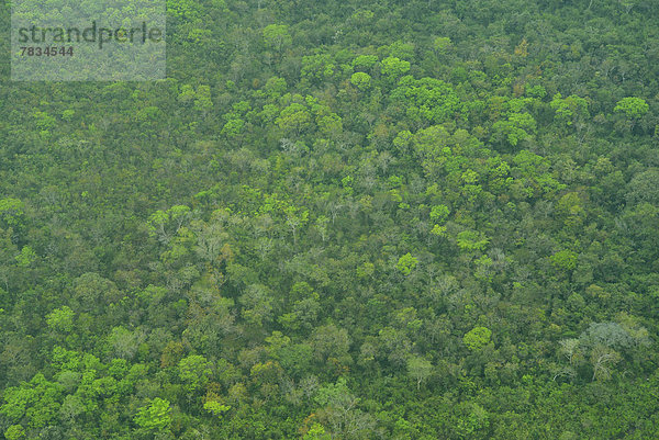 Regenwald  Wald  Mittelamerika  Fernsehantenne  Guatemala