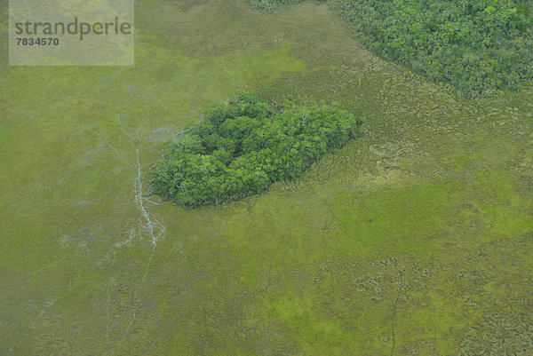 Regenwald  Wald  Mittelamerika  Fernsehantenne  Guatemala  Feuchtgebiet