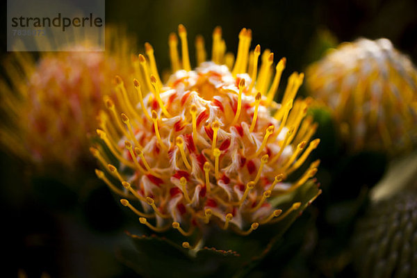 Drei Nadelkissen Protea'Veld Fire' (Leucospermum) Blüten  Nahaufnahme