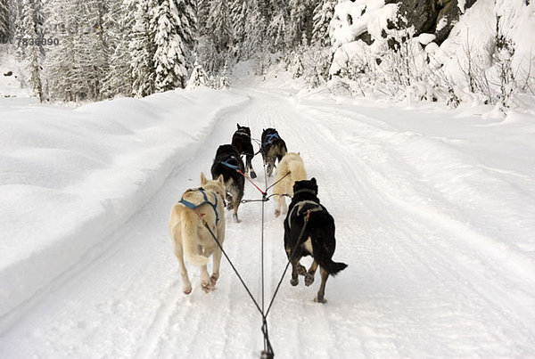 Rückansicht von Hunden  die einen Schlitten durch den Schnee ziehen
