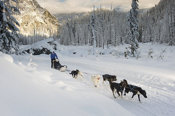 Ein Mann auf einem Schlitten  der von Hunden durch eine verschneite Landschaft gezogen wird.