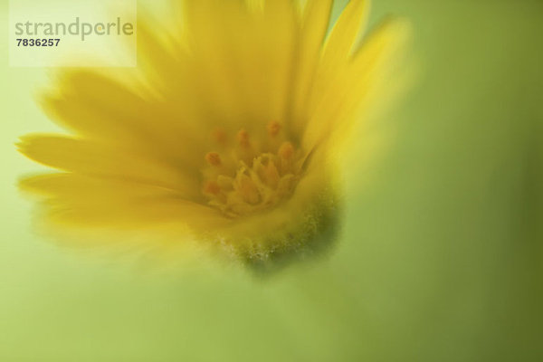 Ein gelbes Gänseblümchen vor grünem Hintergrund  defokussiert