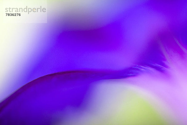 Ätherisches Makro eines lebhaften violetten Stiefmütterchenblatts