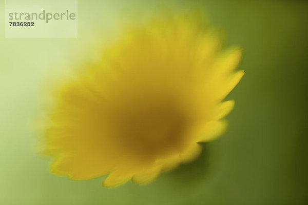 Ein gelbes Gänseblümchen vor grünem Hintergrund  defokussiert