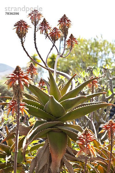 Aloe Striata Pflanze