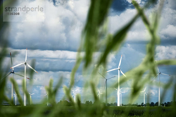 Windkraftanlagen mit Grashalmen im Vordergrund  Schleswig-Holstein  Deutschland