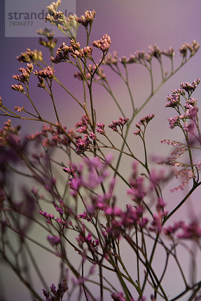 Ein Haufen rosa Statice (Limonium) vor pastelligem Hintergrund