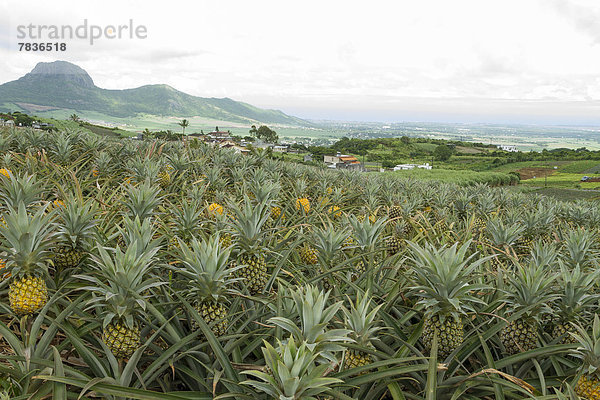 Ananas-Feld auf einer tropischen Insel
