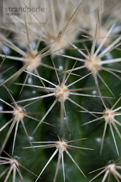 Die Spikes auf einem Kaktus  Vollbild Nahaufnahme