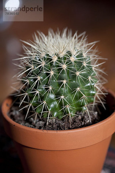 Ein Kaktus im Topf  Nahaufnahme
