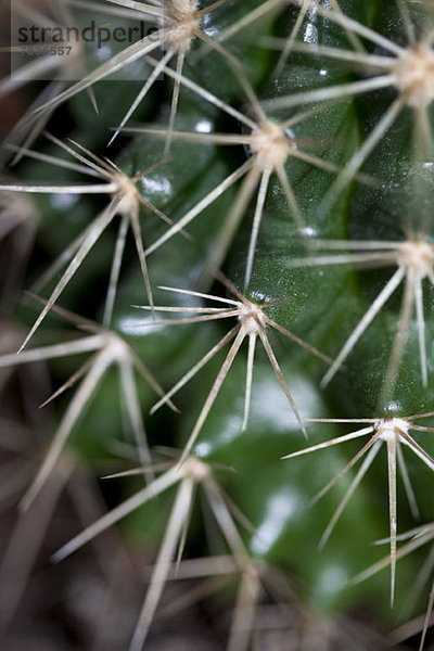 Die Spikes auf einem Kaktus  Vollbild Nahaufnahme