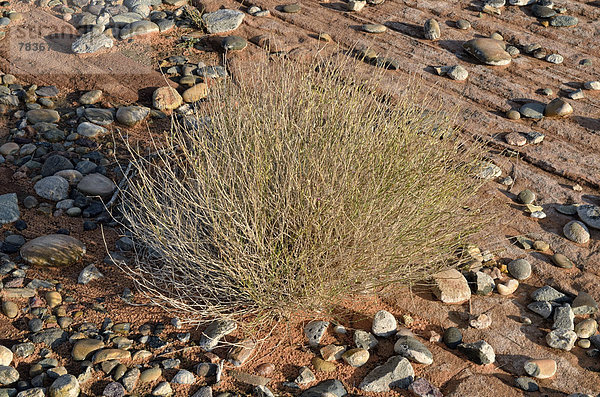 Broom Snakeweed (Guitierrezia sarothrea)