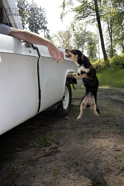 Ein Hund springt auf  um einem Mann in die Hand zu beißen  der aus einem Autofenster hängt.