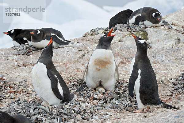 Gentoo Penguins (Pygoscelis papua) calling  incubative  eggs and brood patch visible
