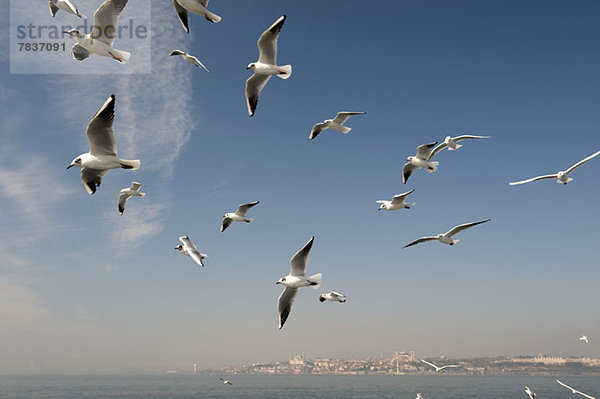 Ein Schwarm Möwen über dem Meer  Istanbul  Türkei im Hintergrund