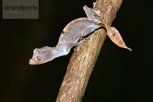 Blattschwanzgecko (Uroplatus ebenaui ssp.)