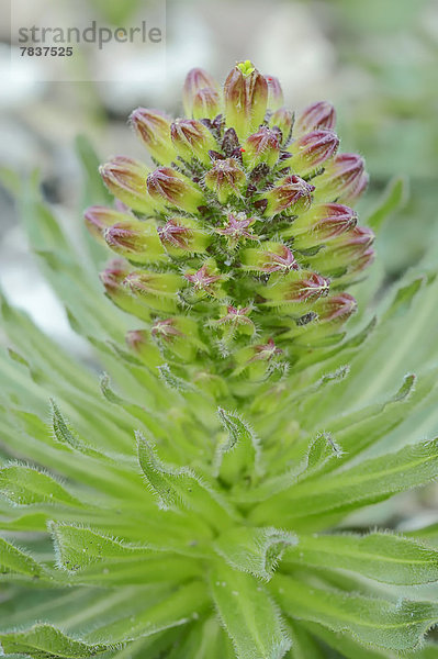 Strauß-Glockenblume  Straußglockenblume (Campanula thyrsoides)