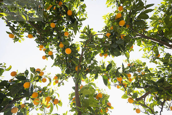 Orangenbäume von unten und Sonne