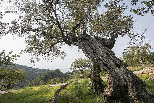 Uralte Olivenbäume (Olea europaea)
