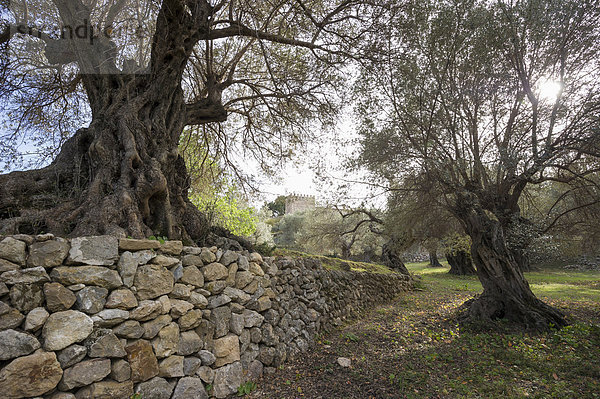 Uralte Olivenbäume (Olea europaea)