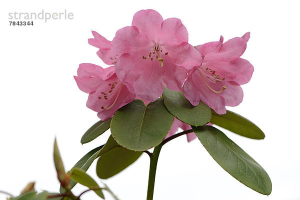 Rhododendron (Rhododendron orbiculare)