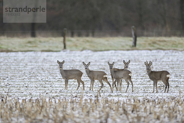 Rehe (Capreolus capreolus)  Rudel auf Feld im Winter