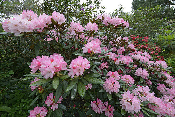 Rosa blühender Rhododendron (Rhododendron)  Rhododendronblüte