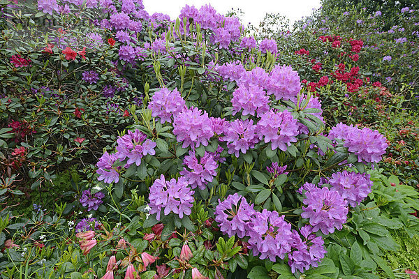 Lila blühender Rhododendron (Rhododendron)  Rhododendronblüte