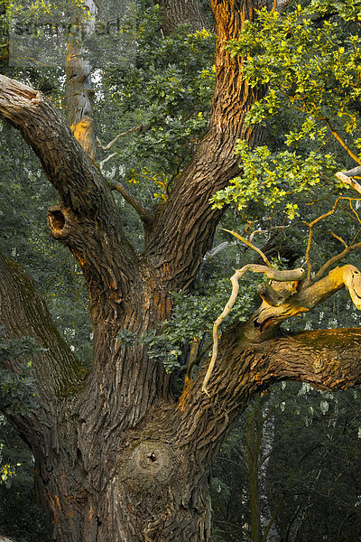 Alte Stieleiche (Quercus robur)