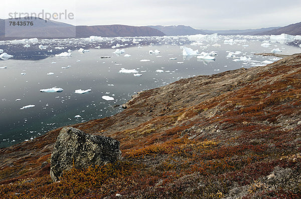 Herbstliche Laubeinfärbung auf der Insel Sorte Øer vor treibenden Eisbergen