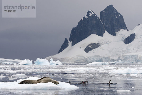 Seeleopard (Hydrurga leptonyx)  Männchen  auf Eisscholle schlafend  und Eselspinguine  auch Rotschnabelpinguine (Pygoscelis papua) schwimmend im Wasser  vor Eisbergen und Bergkulisse