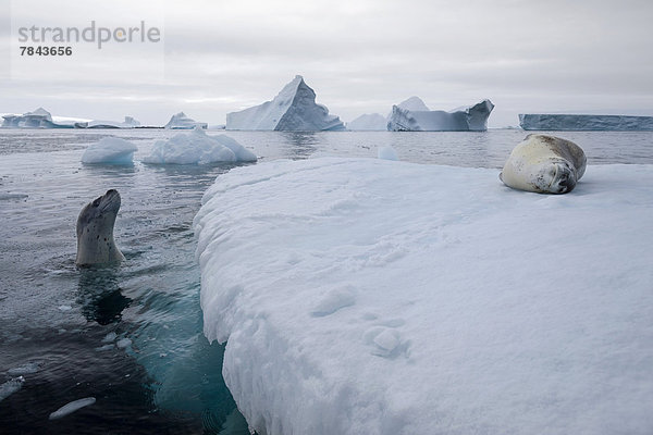 Seeleoparden (Hydrurga leptonyx)  auf Eisberg und schwimmend  schlafend und neugierig