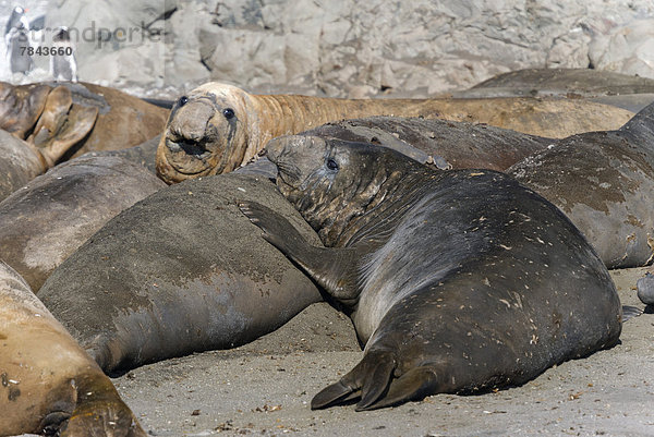 Southern Elephant Seals (Mirounga leonina)  group of adolescent bulls  resting and moulting