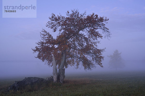 Rotbuche (Fagus sylvatica)  im Morgennebel im Herbst