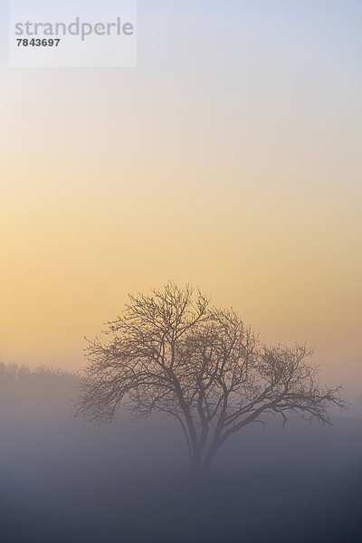 Ein Baum auf einer Wiese im Morgennebel